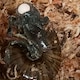 Un caracol que pone huevos