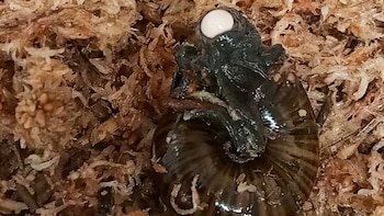 Un caracol que pone huevos