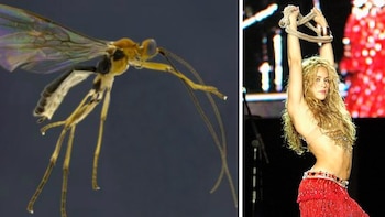 Las avispas Shakira habitan en