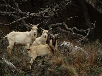 Las cabras domésticas fueron introducidas