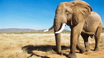 El elefante africano será, según