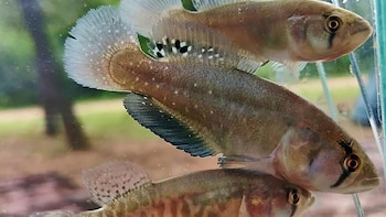 Descubrieron una nueva especie de