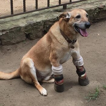 Pay de Limón vive a