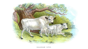 Grabado de las curiosas vacas
