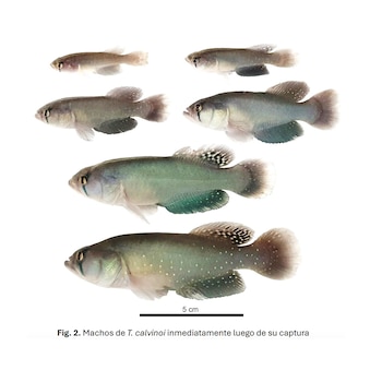 La nueva especie de pez,