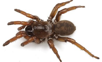 El nombre de esta araña