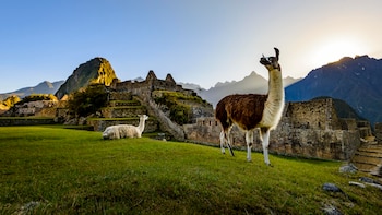 Llamas descansando en una terraza