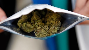 Contenido del envase de cannabis