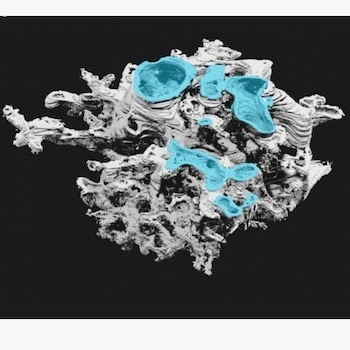 Estructura interna de Prototaxites taiti