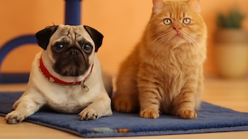 Adopción de perros y gatos: