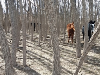La madera del sauce nativo